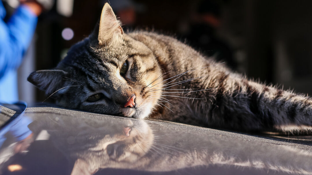 Barn cat.jpg